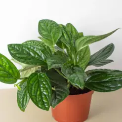 Monstera 'Peru' — additional view