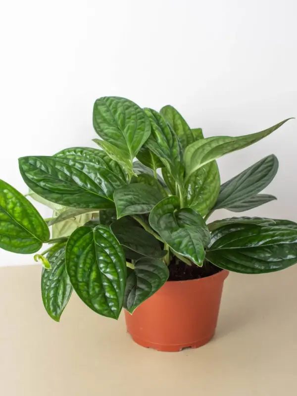Monstera 'Peru' — additional view