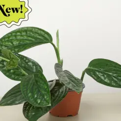 Monstera 'Peru' — additional view