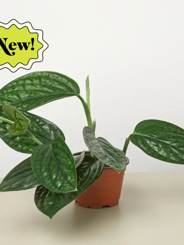 Monstera 'Peru' — additional view