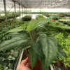 Monstera 'Siltepecana' houseplant