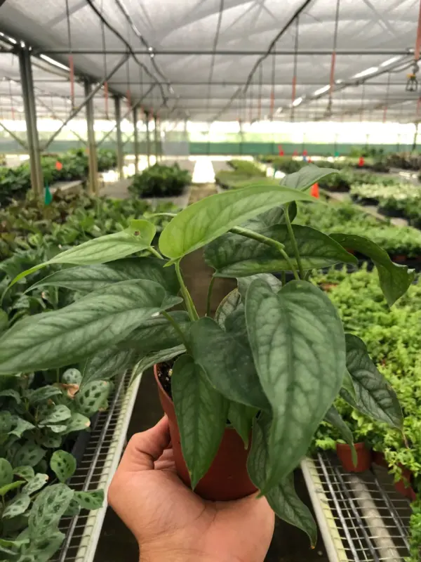 Monstera 'Siltepecana' houseplant