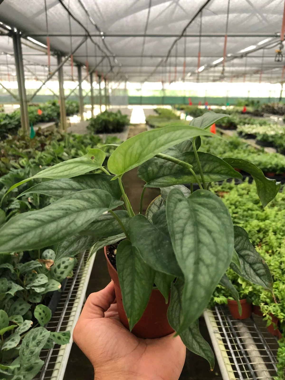 Monstera 