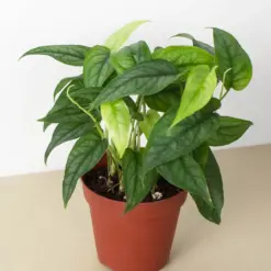 Monstera 'Siltepecana' — additional view