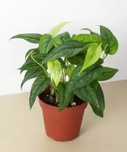 Monstera 'Siltepecana' — additional view