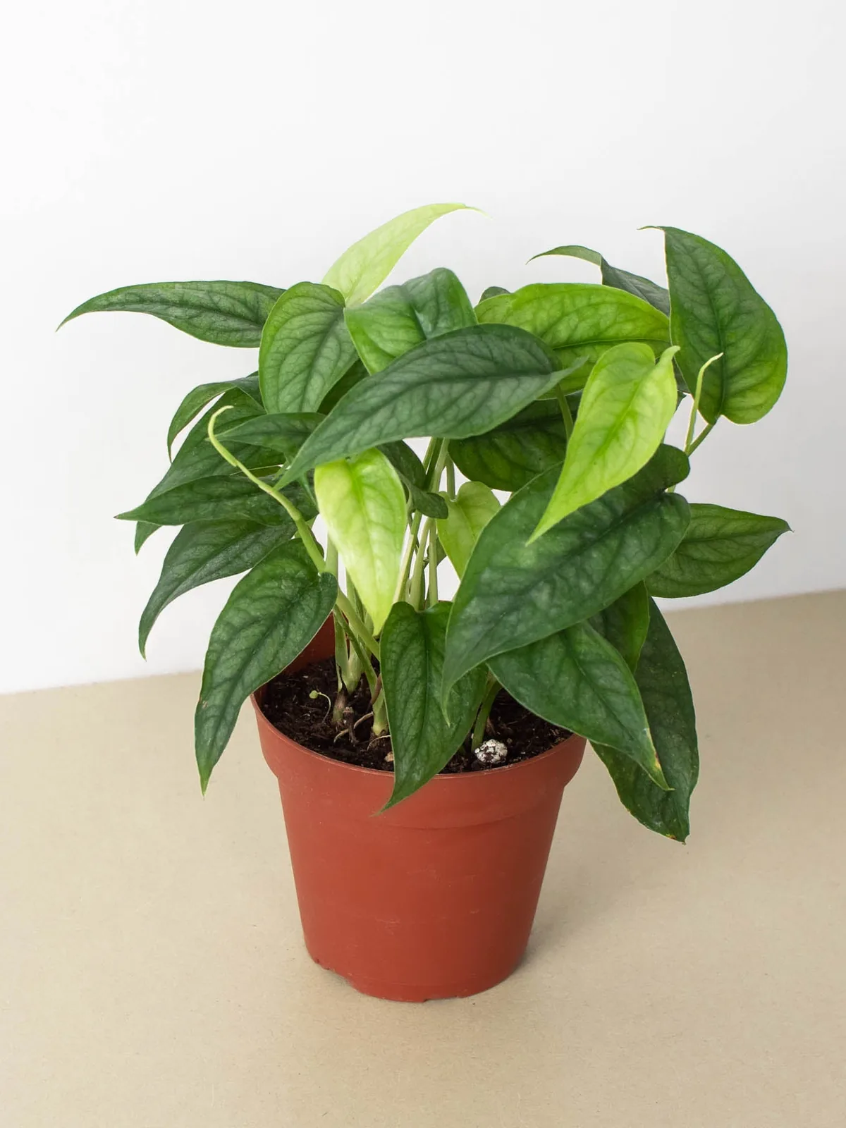 Monstera 