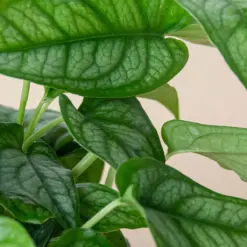 Monstera 'Siltepecana' — additional view