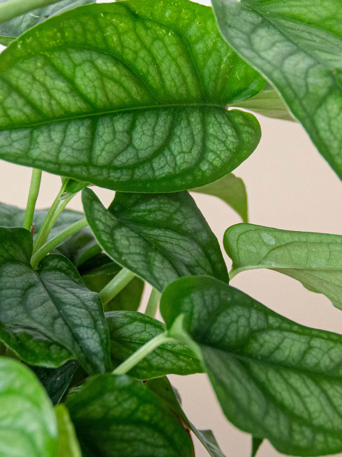 Monstera 
