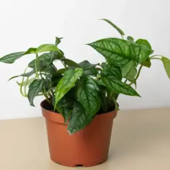 Monstera 'Siltepecana' — additional view