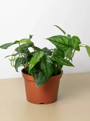 Monstera 'Siltepecana' — additional view