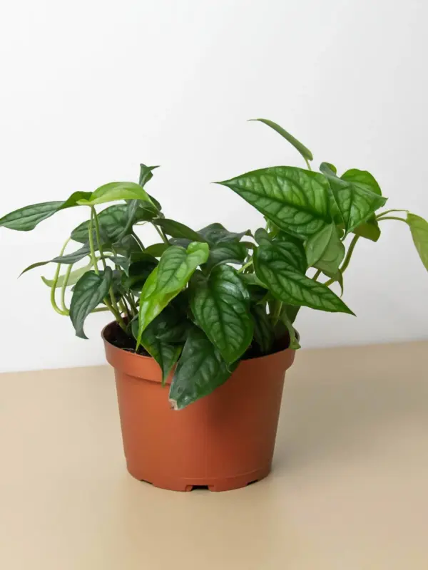 Monstera 'Siltepecana' — additional view