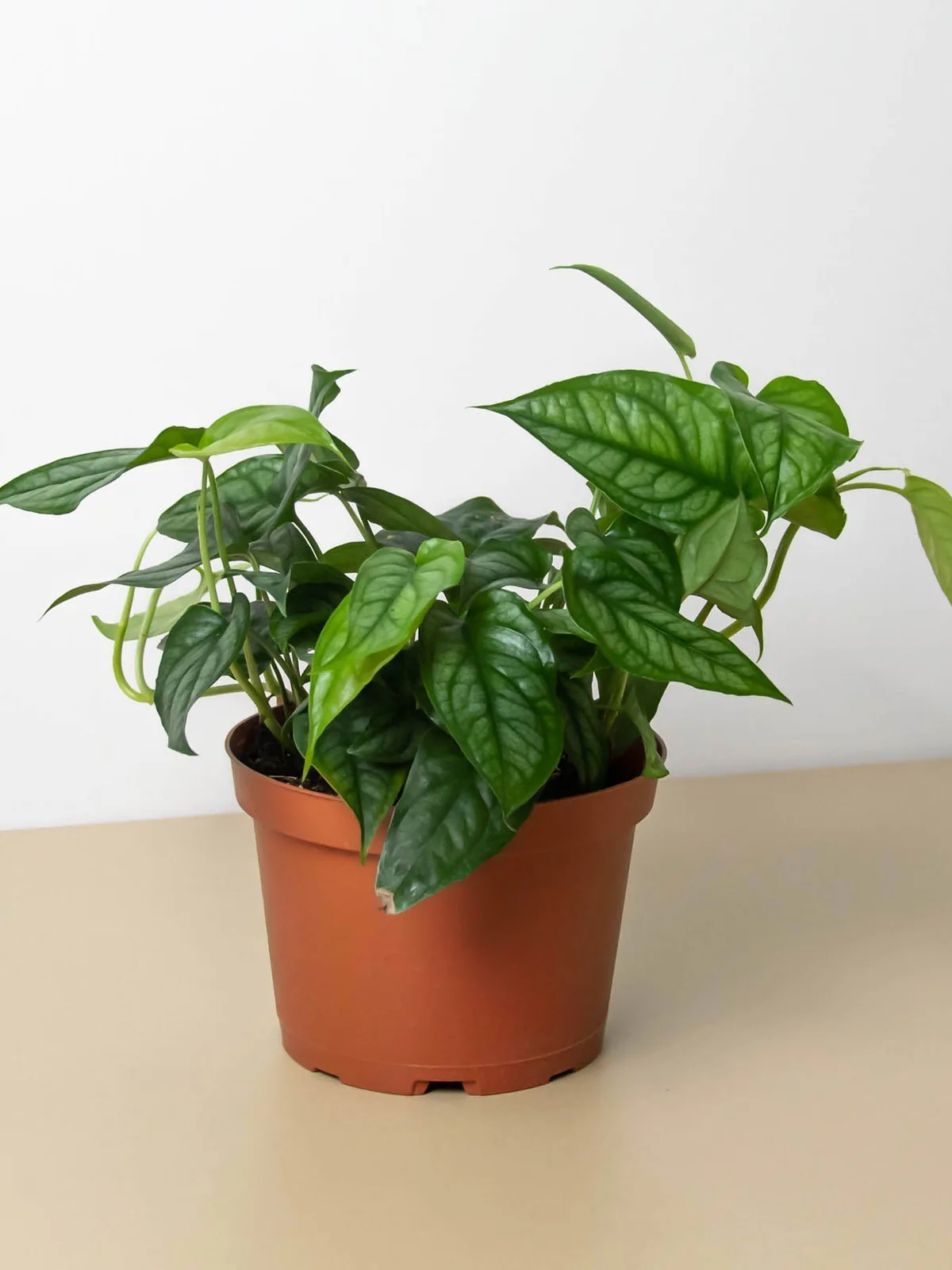 Monstera 