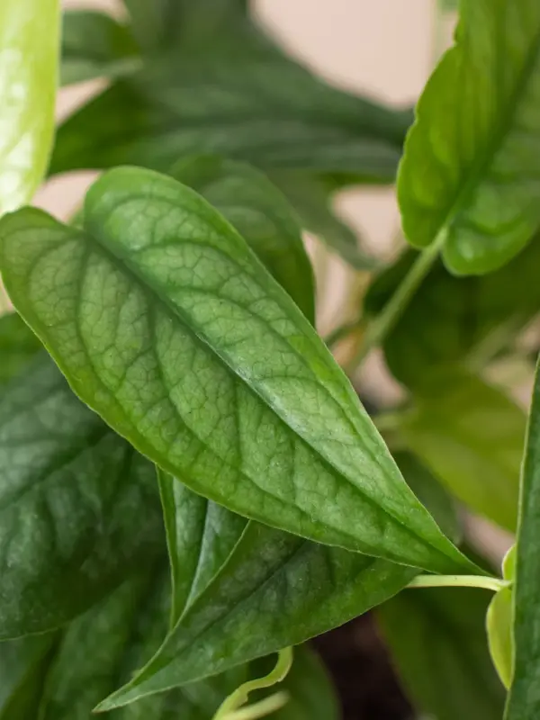 Monstera 'Siltepecana' — additional view