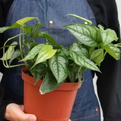 Monstera 'Siltepecana' — additional view