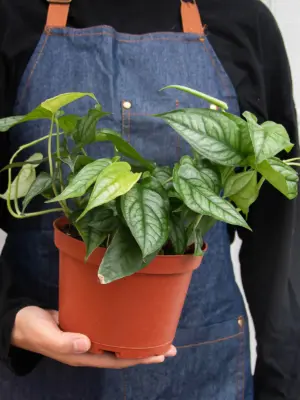 Monstera 'Siltepecana' — additional view