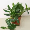 Monstera 'Standeleyana Albo Variegated' houseplant