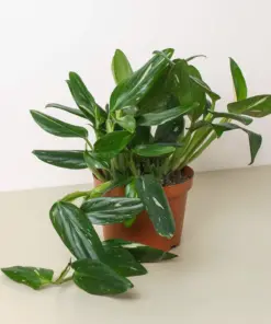 Monstera 'Standeleyana Albo Variegated' houseplant