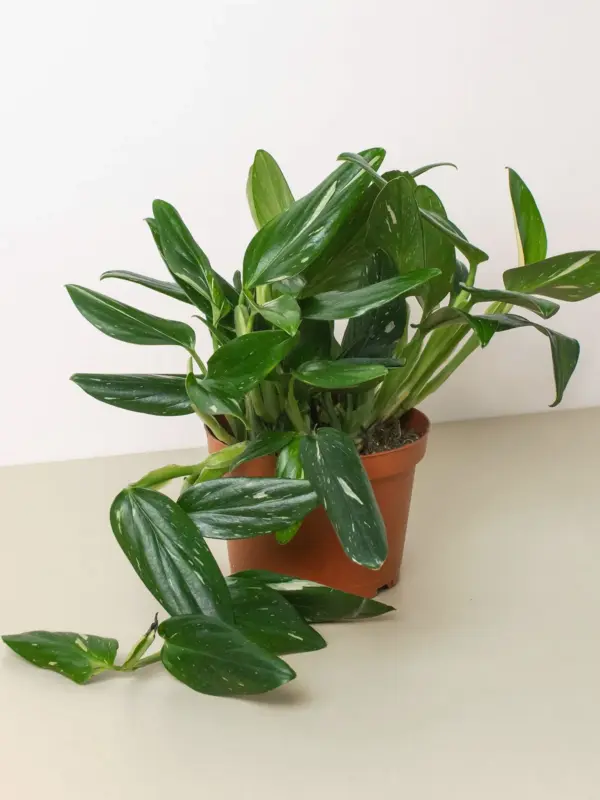 Monstera 'Standeleyana Albo Variegated' houseplant