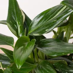 Monstera 'Standeleyana Albo Variegated' — additional view