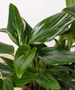Monstera 'Standeleyana Albo Variegated' — additional view