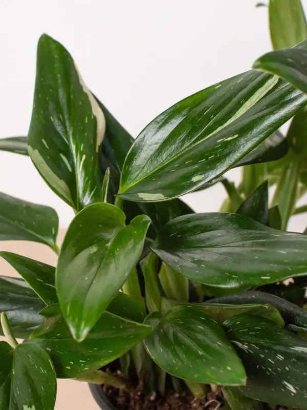 Monstera 'Standeleyana Albo Variegated' — additional view