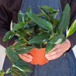Monstera 'Standeleyana Albo Variegated' — additional view