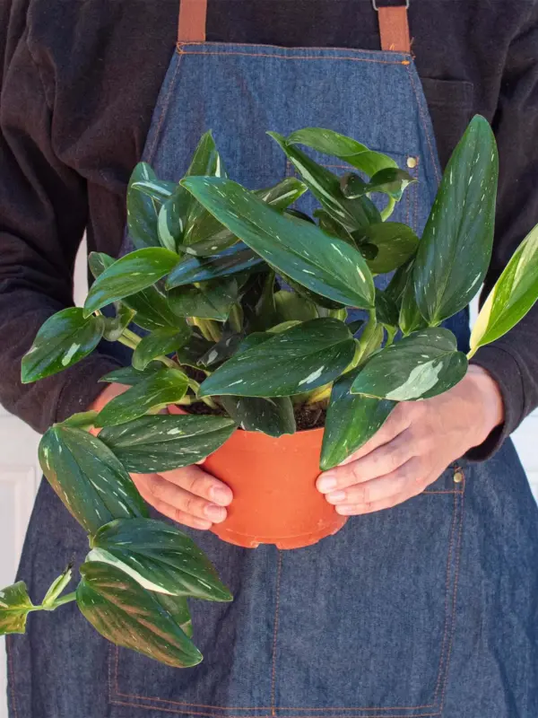 Monstera 'Standeleyana Albo Variegated' — additional view