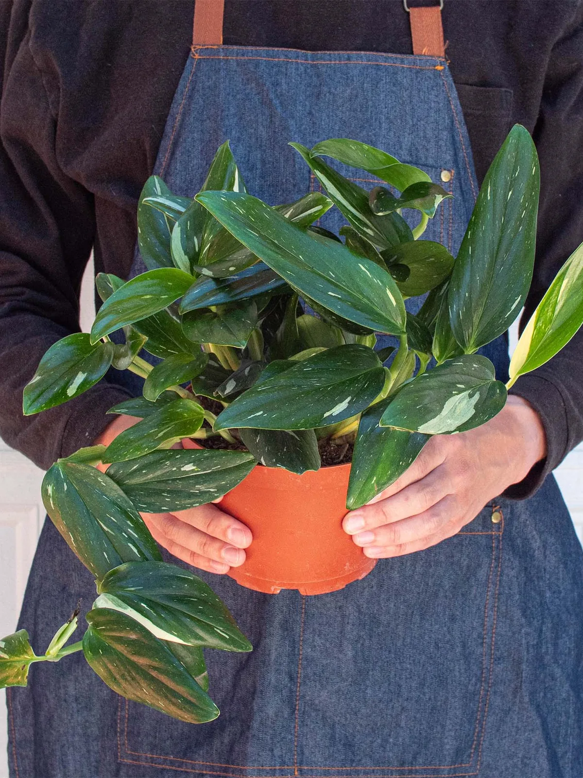 Monstera 