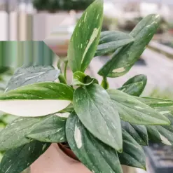 Monstera 'Standeleyana Albo Variegated' — additional view
