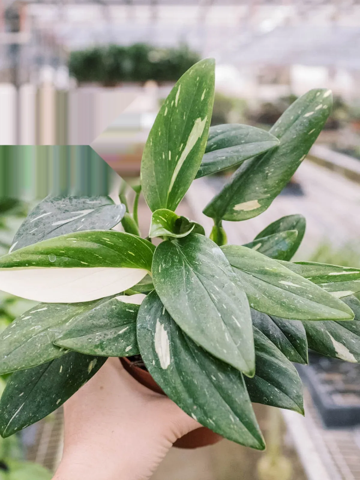 Monstera 