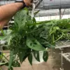 Monstera Adansonii 'Swiss Cheese' houseplant