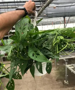 Monstera Adansonii 'Swiss Cheese' houseplant