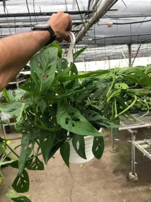 Monstera Adansonii 'Swiss Cheese' houseplant