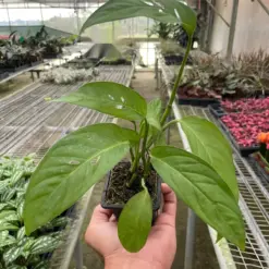 Monstera Adansonii 'Swiss Cheese' — additional view