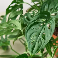 Monstera Adansonii 'Swiss Cheese' — leaf detail close-up
