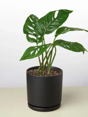 Monstera Adansonii 'Swiss Cheese' — additional view
