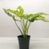 Monstera Adansonii 'Swiss Cheese Neon' houseplant