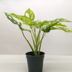 Monstera Adansonii 'Swiss Cheese Neon' houseplant
