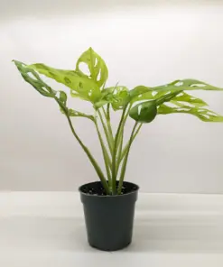 Monstera Adansonii 'Swiss Cheese Neon' houseplant