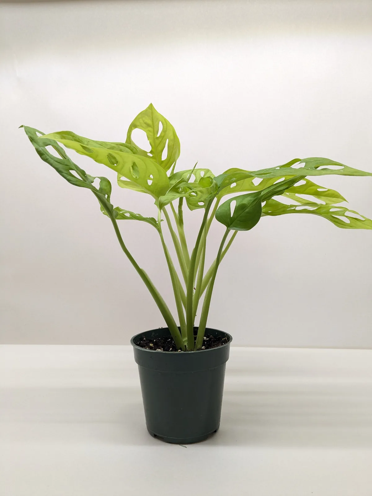 Monstera Adansonii 