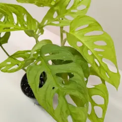 Monstera Adansonii 'Swiss Cheese Neon' — additional view