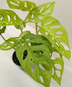 Monstera Adansonii 'Swiss Cheese Neon' — additional view