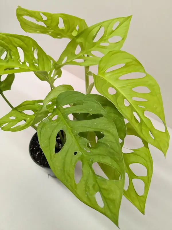 Monstera Adansonii 'Swiss Cheese Neon' — additional view