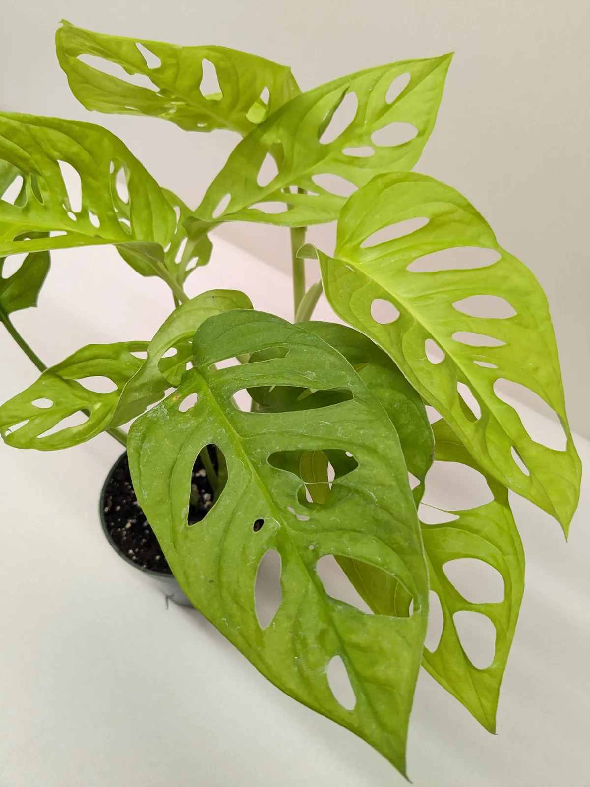 Monstera Adansonii 