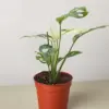 Monstera Adansonii 'Swiss Cheese Variegated' houseplant