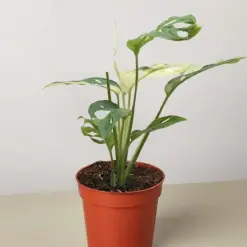 Monstera Adansonii 'Swiss Cheese Variegated' houseplant