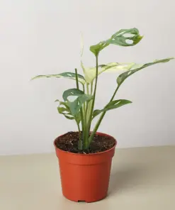 Monstera Adansonii 'Swiss Cheese Variegated' houseplant