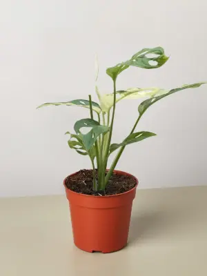 Monstera Adansonii 'Swiss Cheese Variegated' houseplant