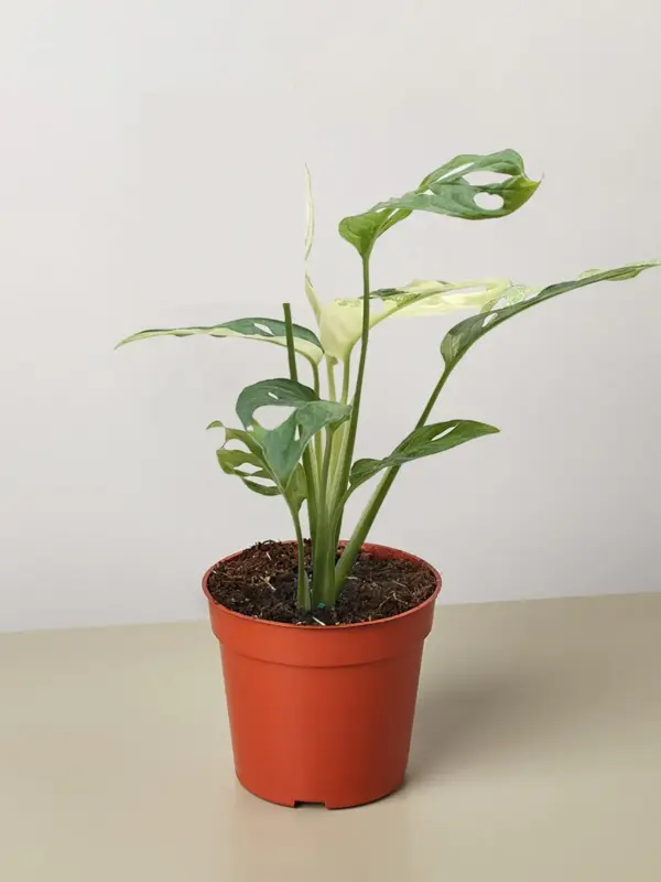Monstera Adansonii 'Swiss Cheese Variegated' houseplant