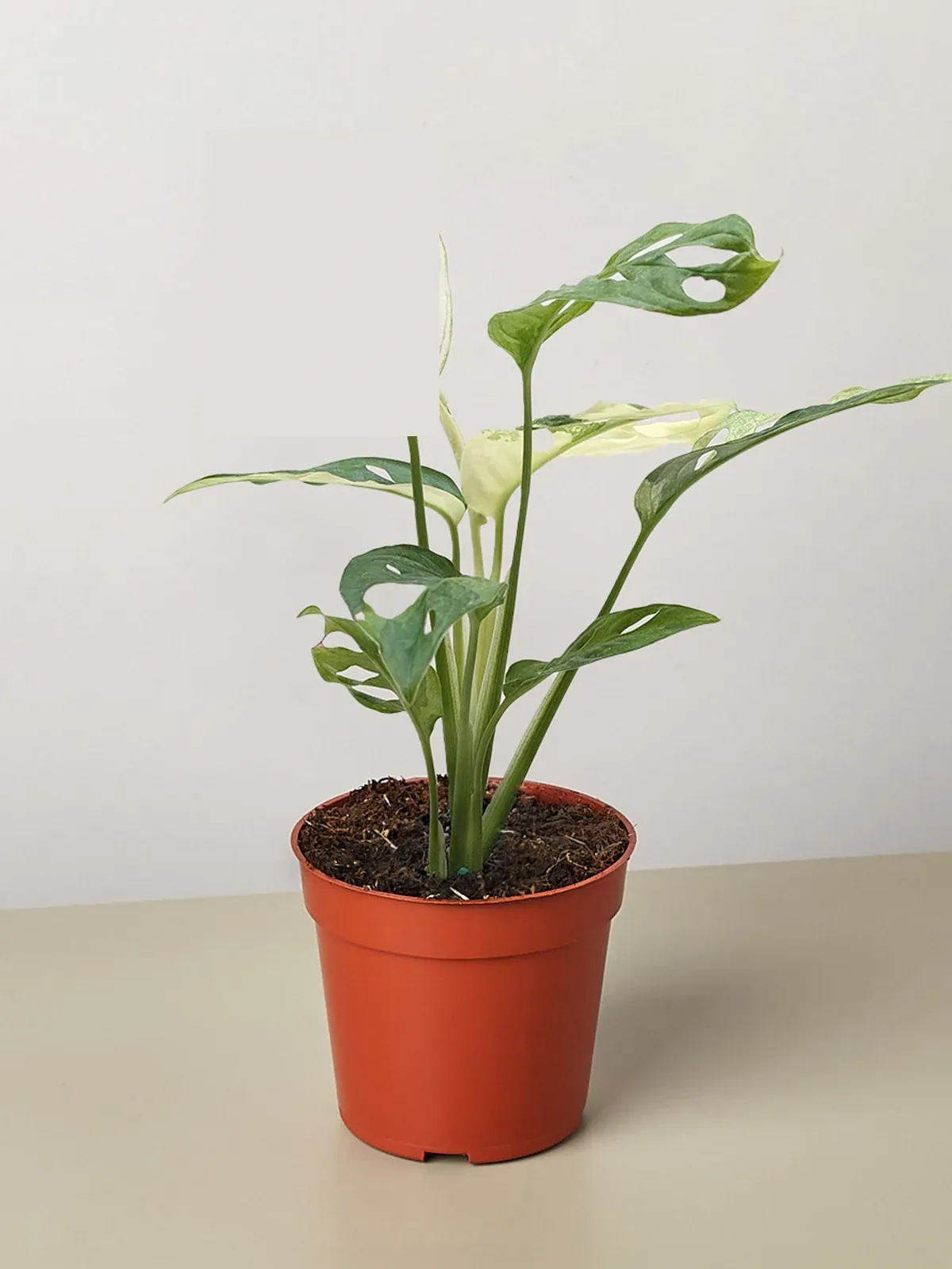 Monstera Adansonii 